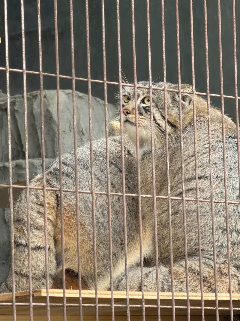 東山動植物園のマヌルネコの写真