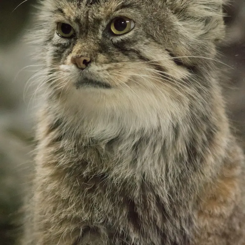 恩賜上野動物園のプリームラの写真