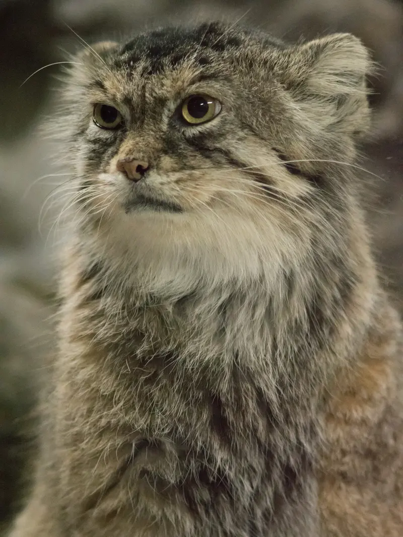恩賜上野動物園のプリームラの写真
