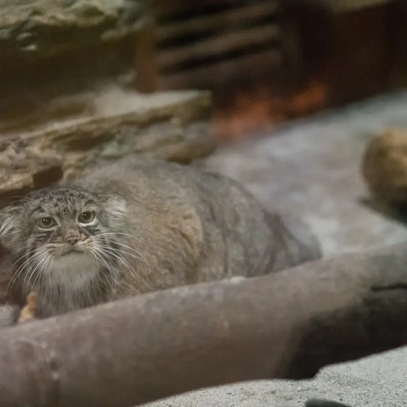 恩賜上野動物園のサフランの写真
