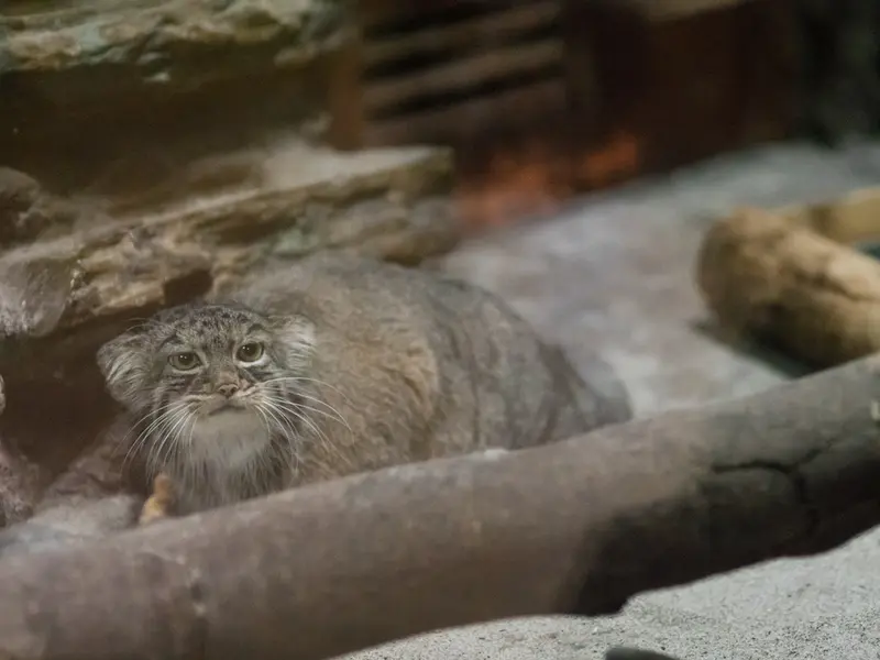 恩賜上野動物園のサフランの写真