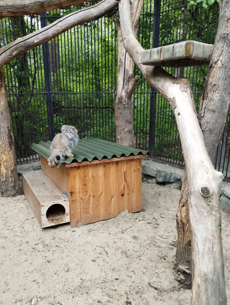 ノヴォシビルスク動物園のマヌルネコの写真