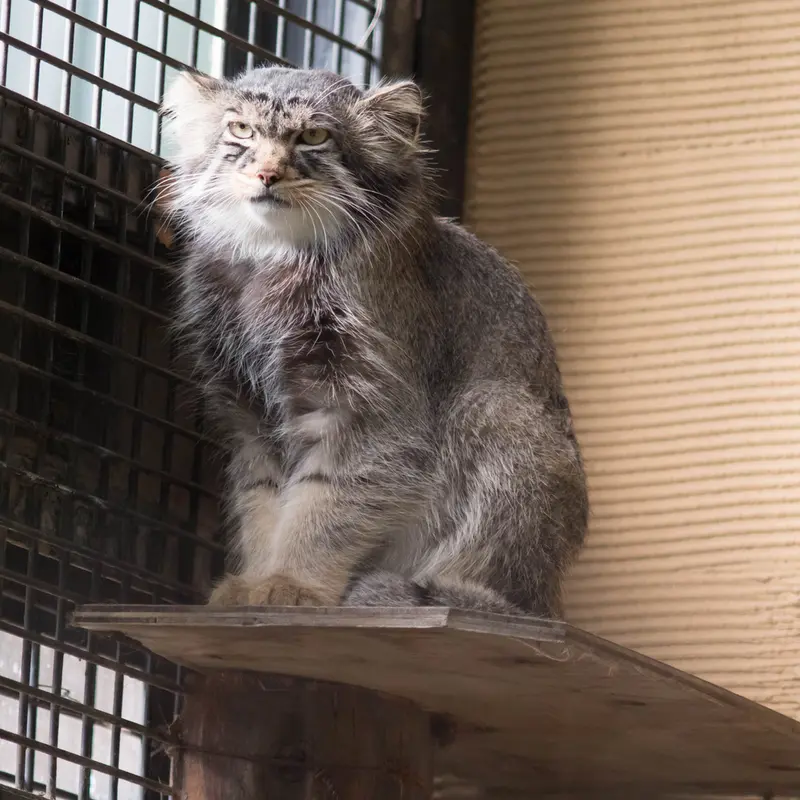 旭山動物園のヒデの写真