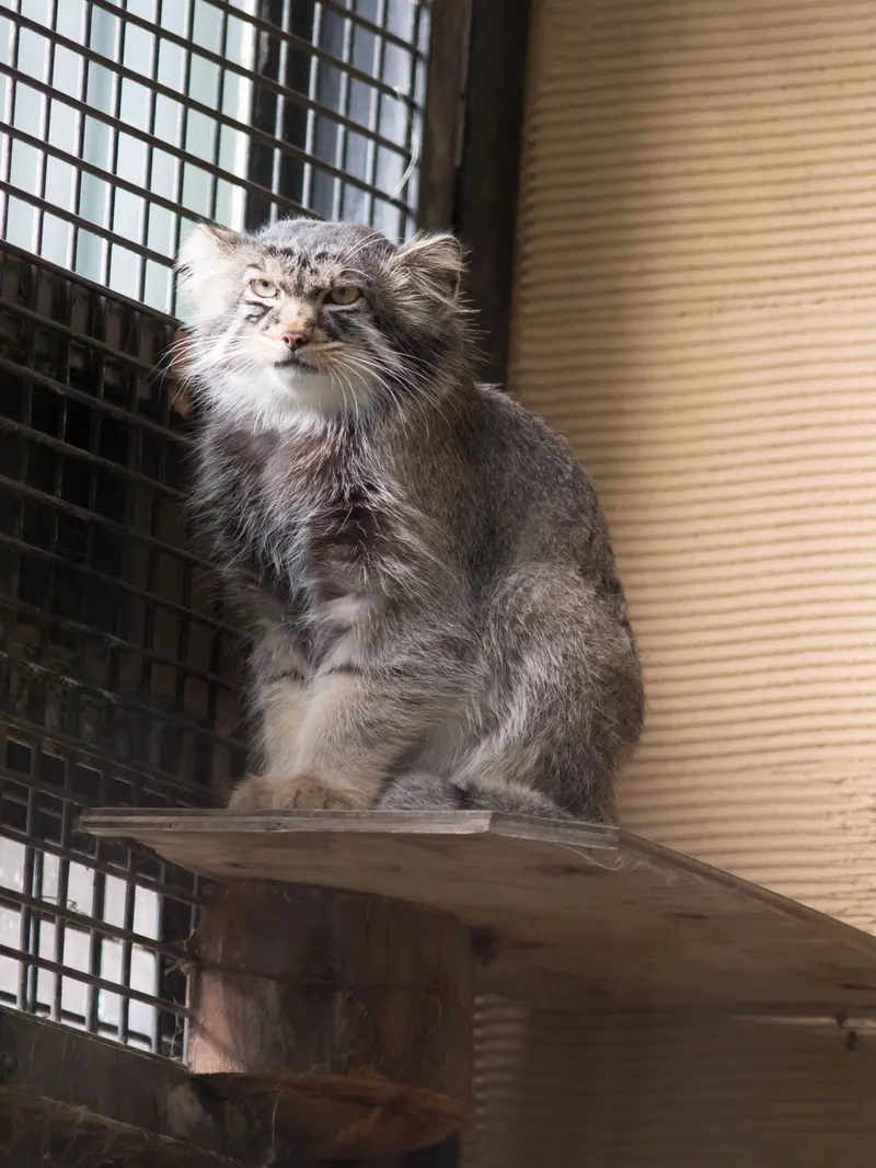 旭山動物園のヒデの写真
