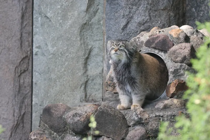 モスクワ動物園のティモフェイの写真