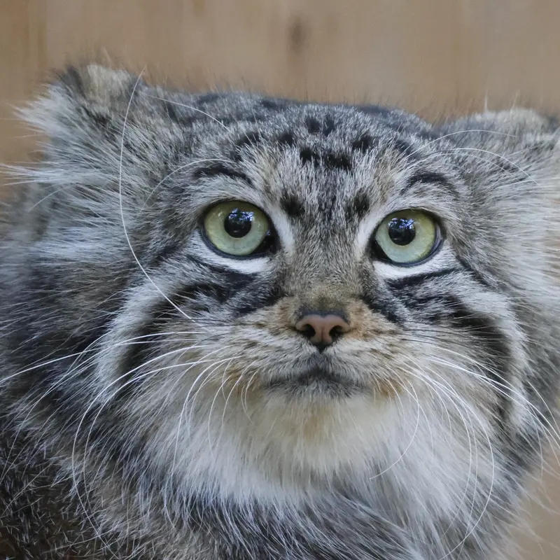 ノヴォシビルスク動物園のアーニャの写真