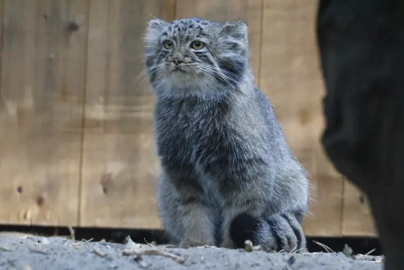ノヴォシビルスク動物園のマヌルネコの写真