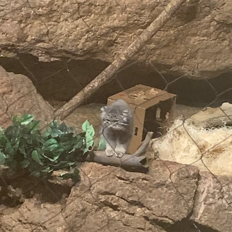 マヌルネコの写真