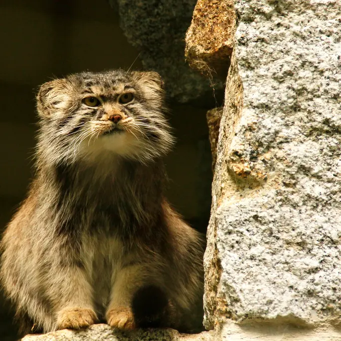 ケムニッツ動物園のボブの写真