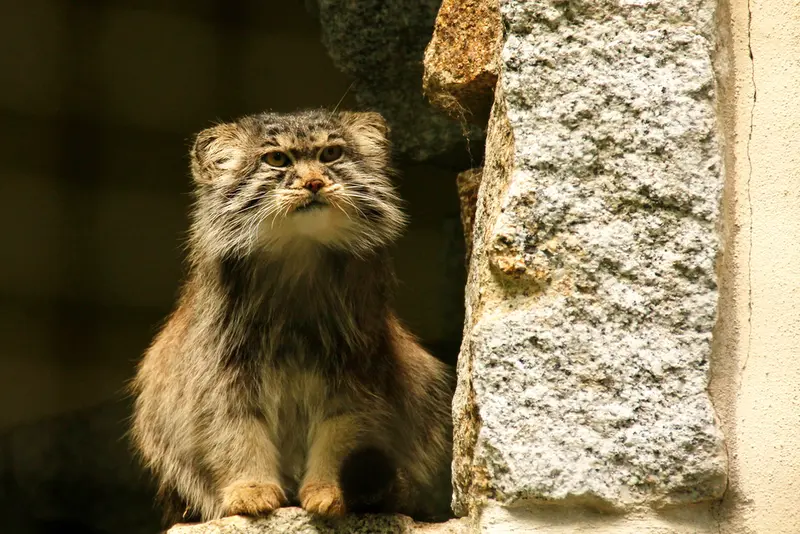 ケムニッツ動物園のボブの写真