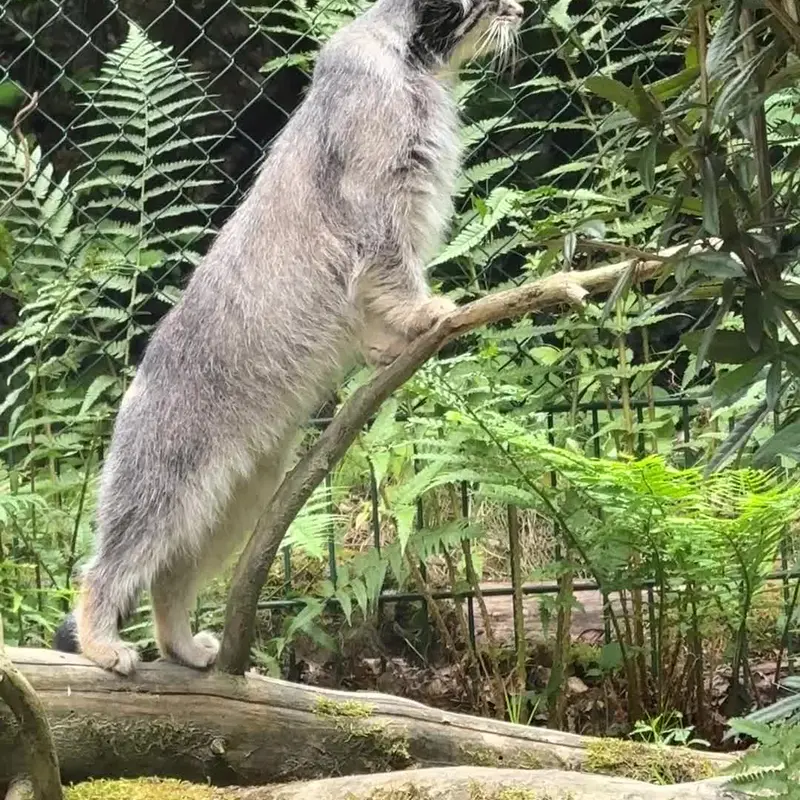 オペル動物園のマヌルネコの写真