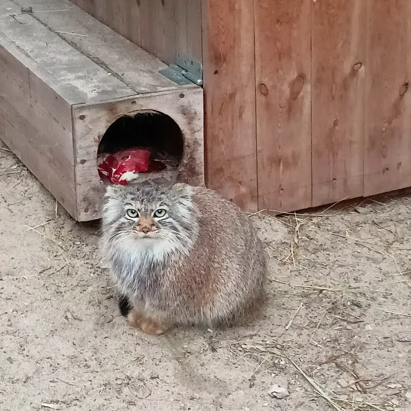 ノヴォシビルスク動物園のガビの写真