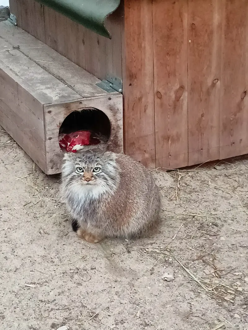 ノヴォシビルスク動物園のガビの写真