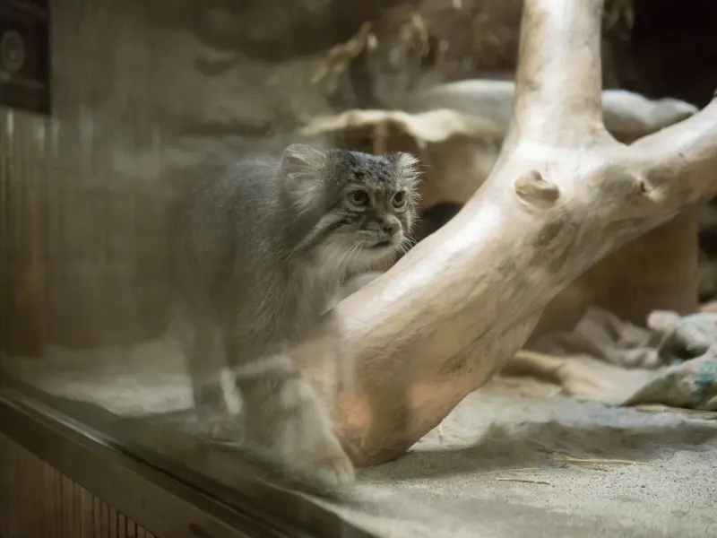 恩賜上野動物園のクリョンの写真