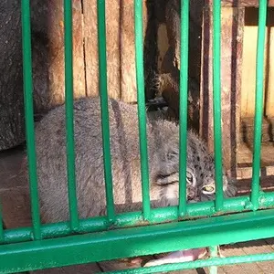 マヌルネコの写真