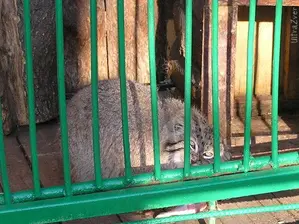 マヌルネコの写真