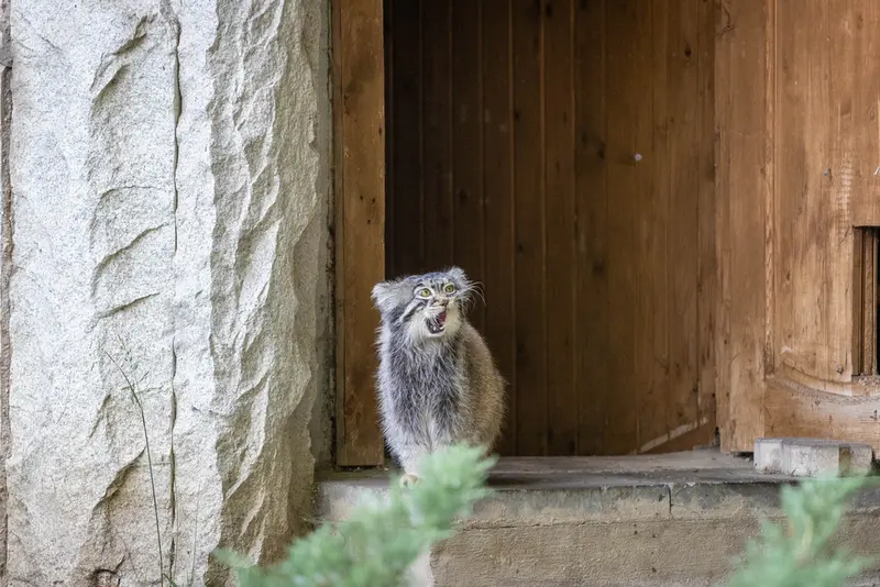 モスクワ動物園のティモフェイの写真