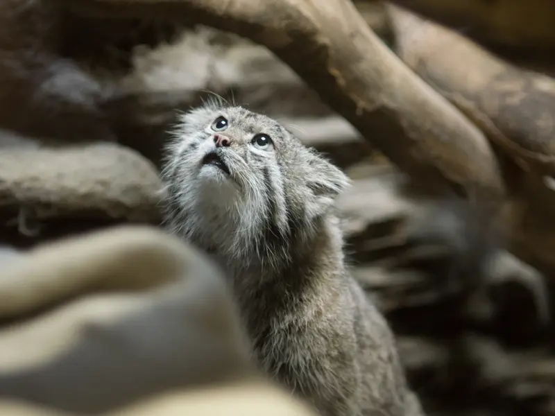恩賜上野動物園のクリョンの写真
