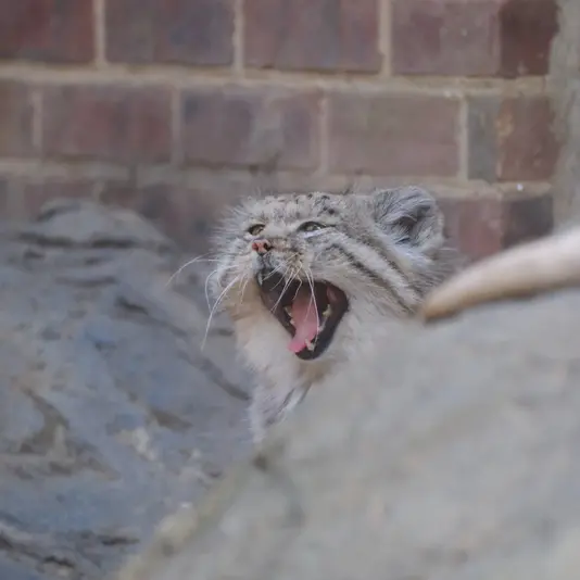 プロスペクト・パーク動物園のマヌルネコの写真