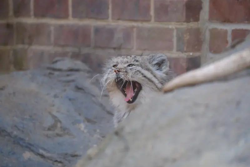 プロスペクト・パーク動物園のマヌルネコの写真