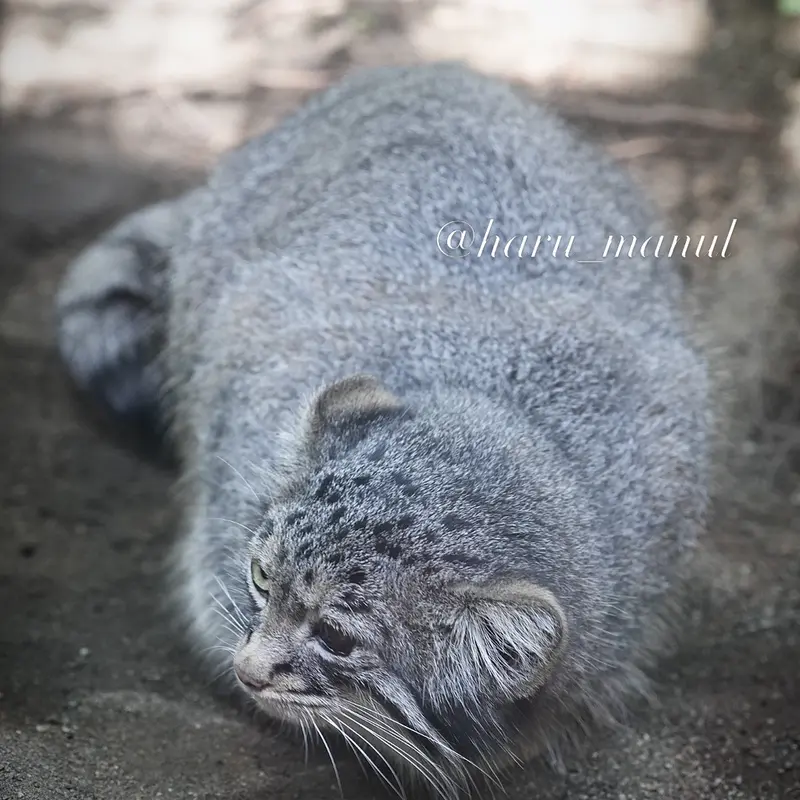 那須どうぶつ王国のアブリコースの写真