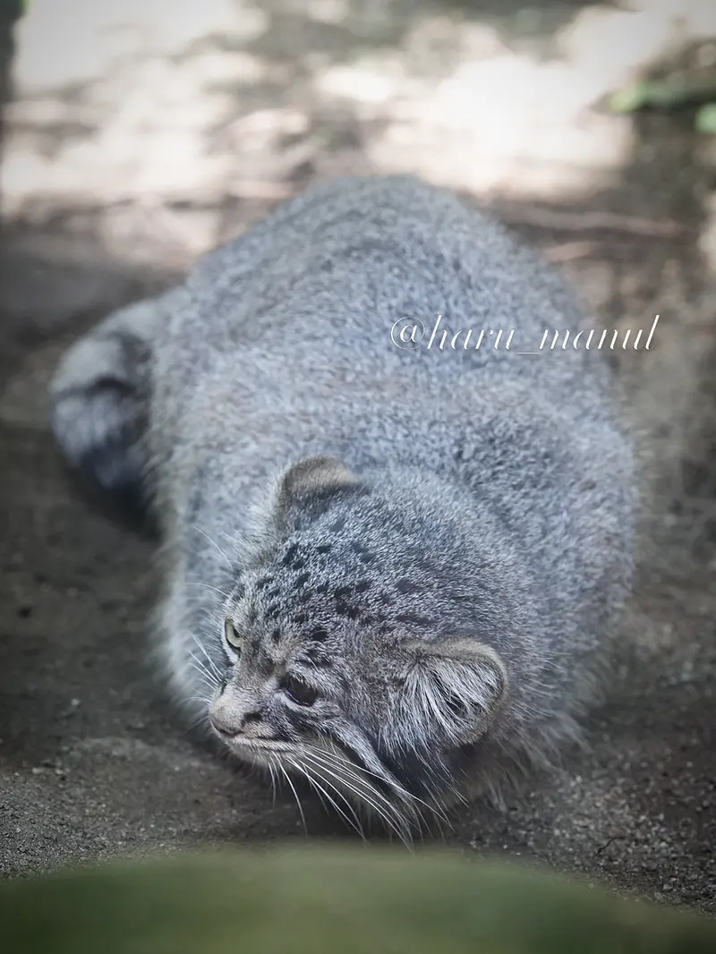 那須どうぶつ王国のアブリコースの写真
