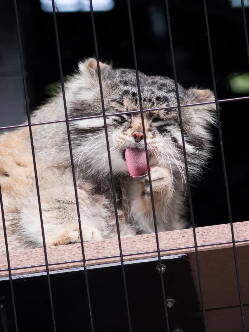 旭山動物園のグルーシャの写真