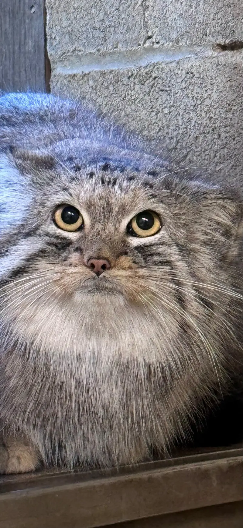 オグルベイ・グッド動物園のブリーの写真