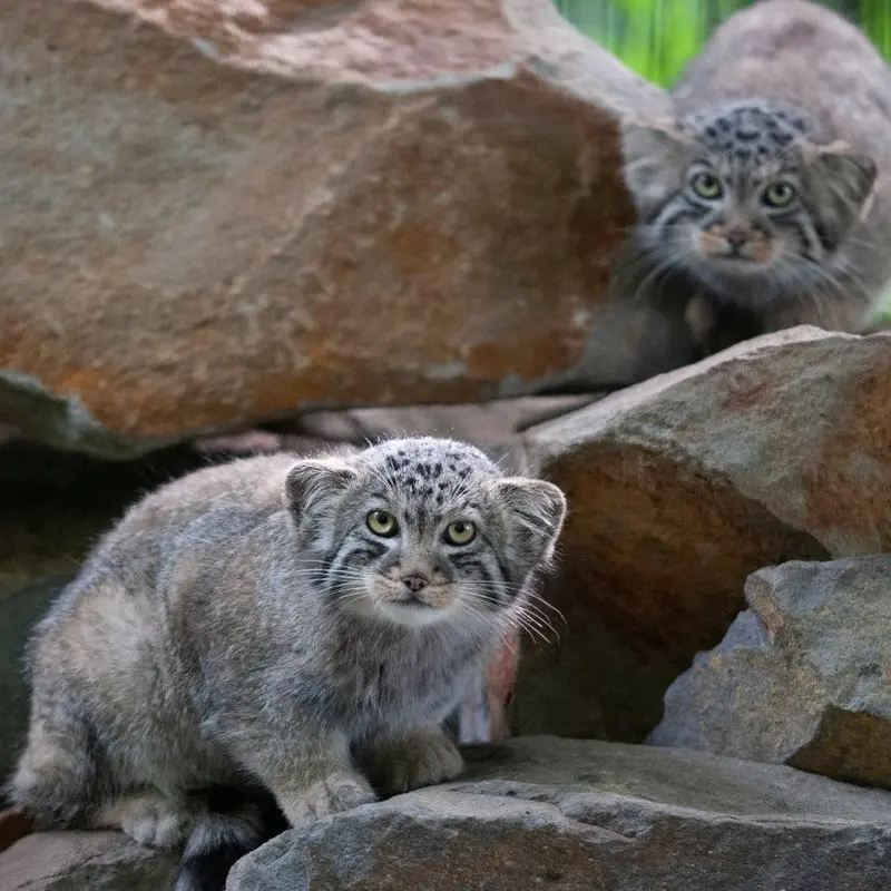 クラクフ動物園のバトゥとエルデネ Ⅳ の息子（2016年生まれ）の写真