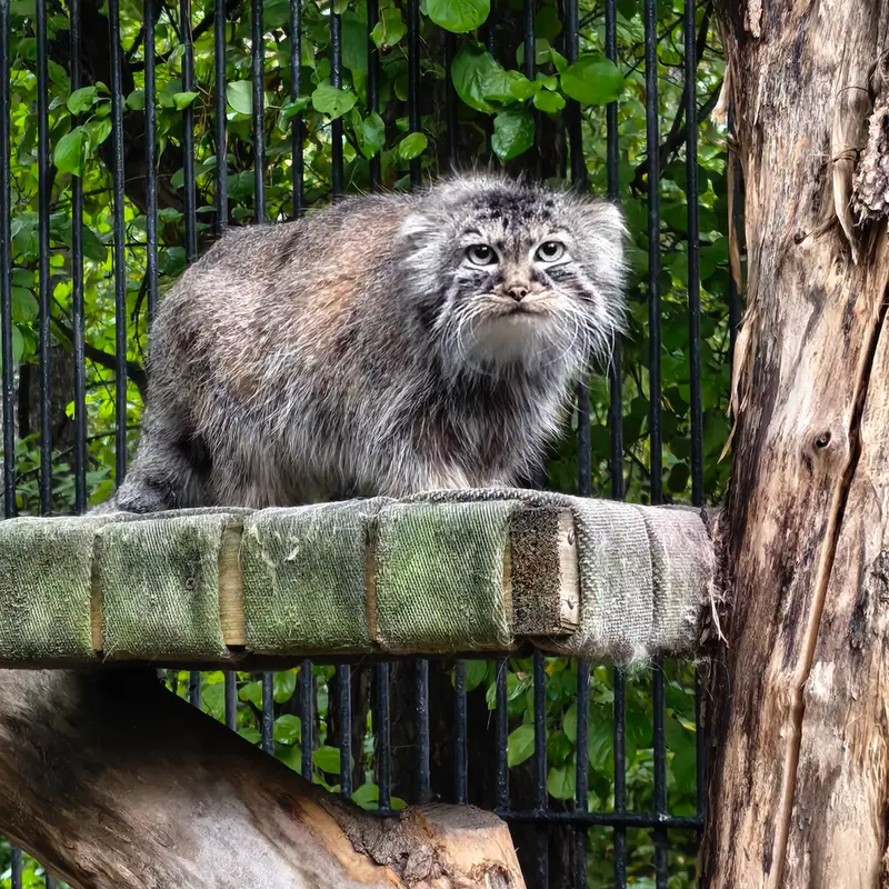 ノヴォシビルスク動物園のガビの写真