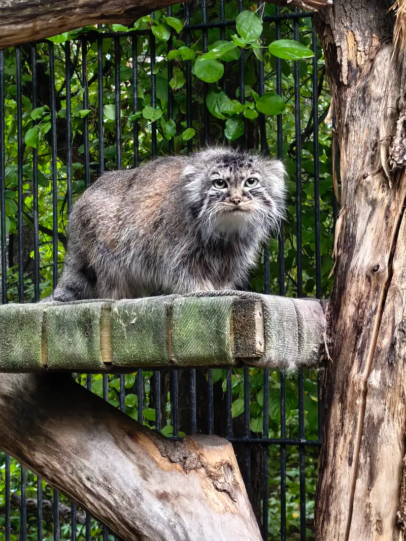 ノヴォシビルスク動物園のガビの写真