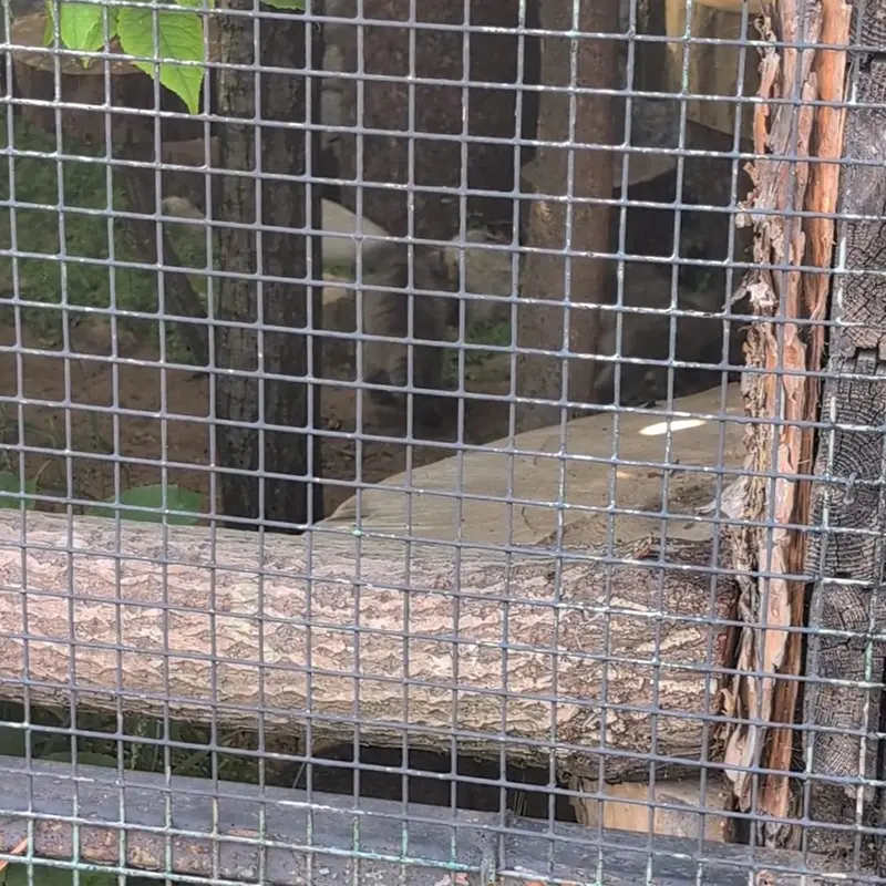 レニングラード動物園のマヌルネコの写真