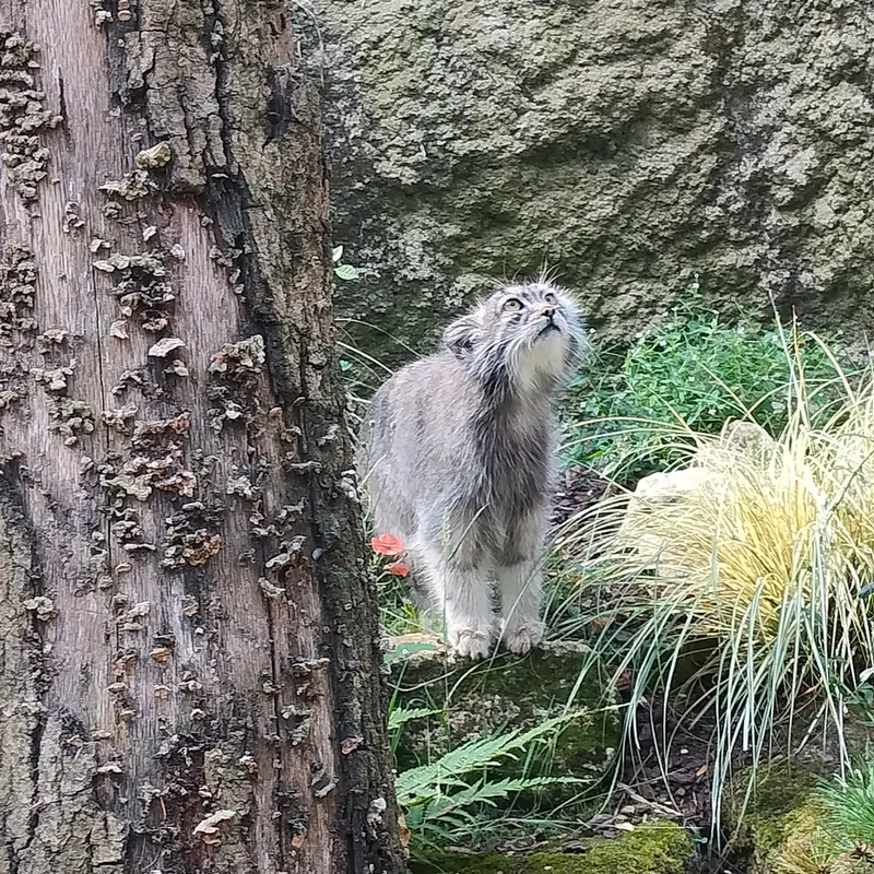 ジャルダン・デ・プラント動物園のコッリ・オッリの写真