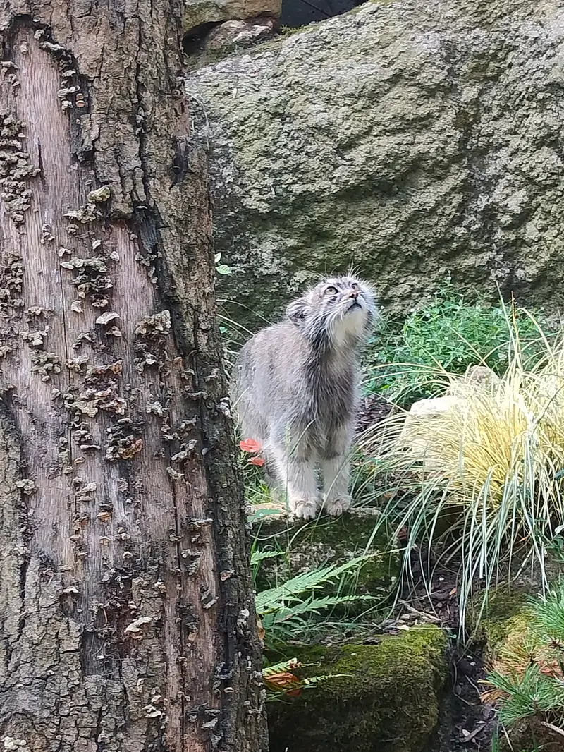 ジャルダン・デ・プラント動物園のコッリ・オッリの写真