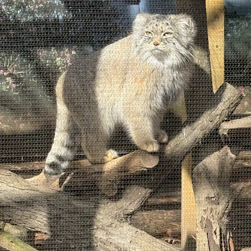 ポッター・パーク動物園のパジの写真
