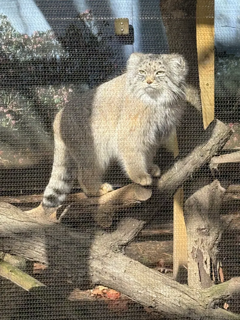 ポッター・パーク動物園のパジの写真