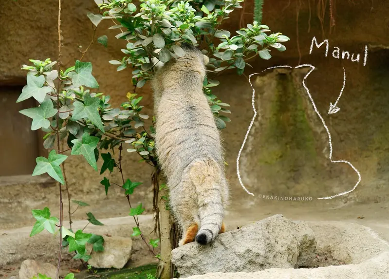 神戸どうぶつ王国のアズの写真