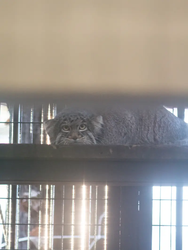 野毛山動物園のフィーガの写真