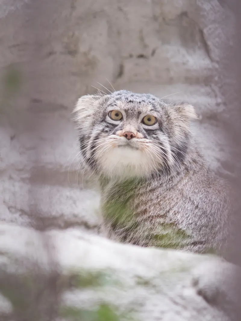 野毛山動物園のフィーガの写真