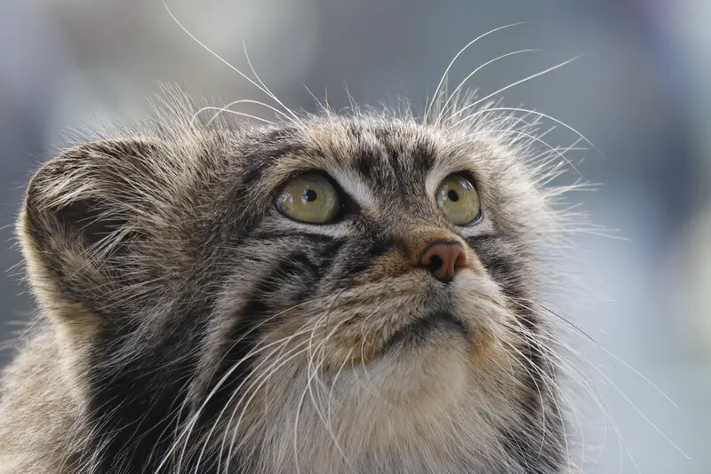 モスクワ動物園のティモフェイの写真