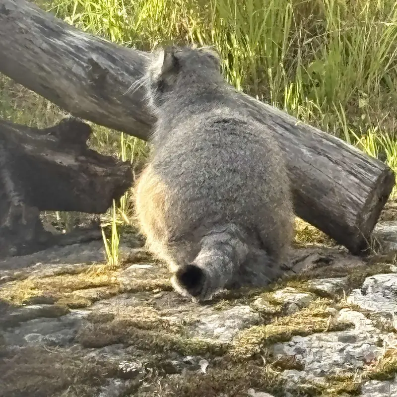 コルケアサーリ動物園のミミの写真
