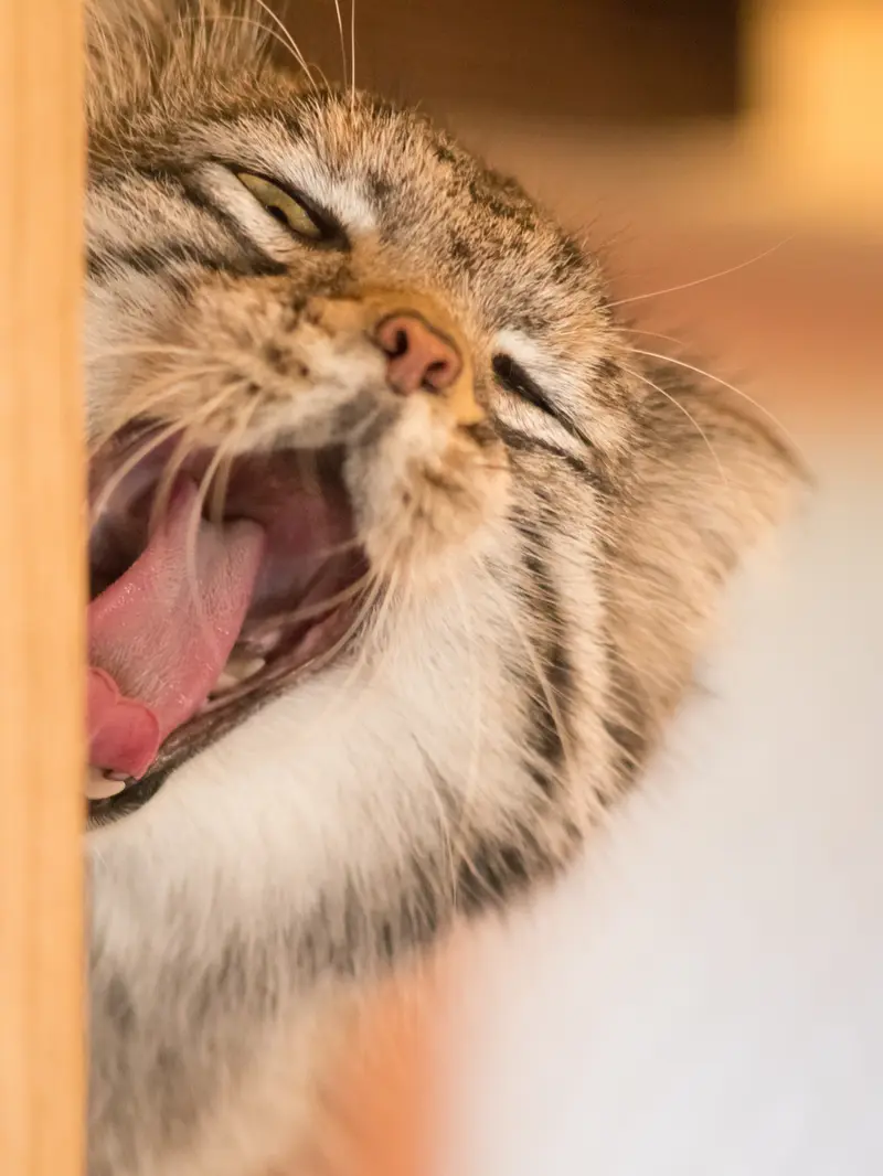 埼玉県こども動物自然公園のオトの写真