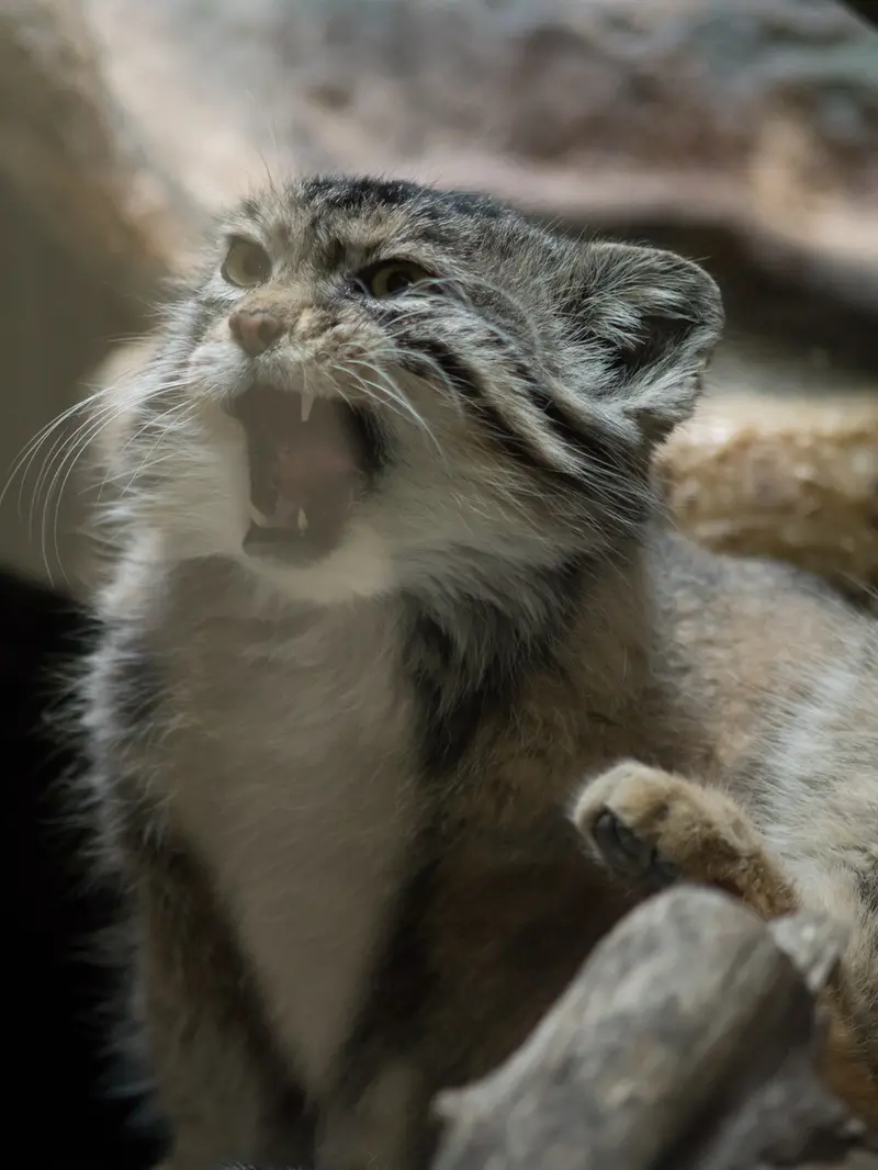 恩賜上野動物園のプリームラの写真
