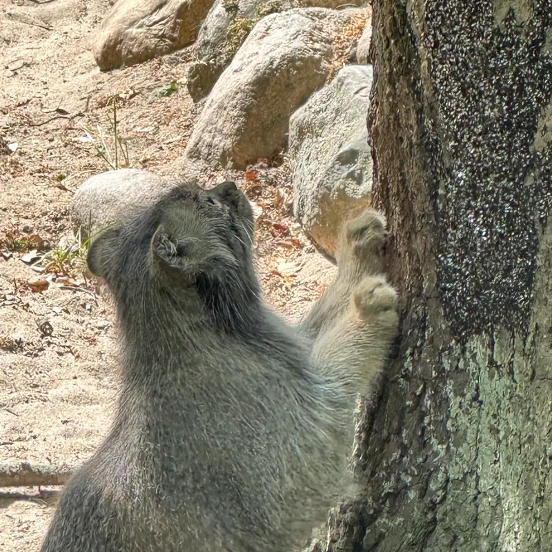 ポズナン新動物園のマヌルネコの写真