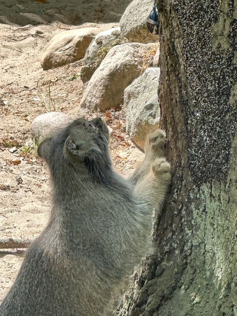 ポズナン新動物園のマヌルネコの写真