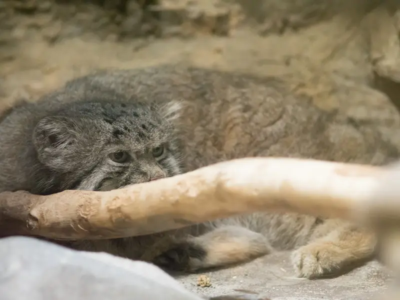 恩賜上野動物園のクリョンの写真