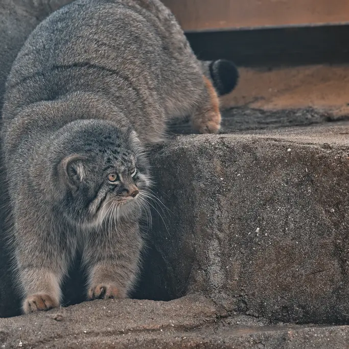神戸市立王子動物園のイーリスの写真