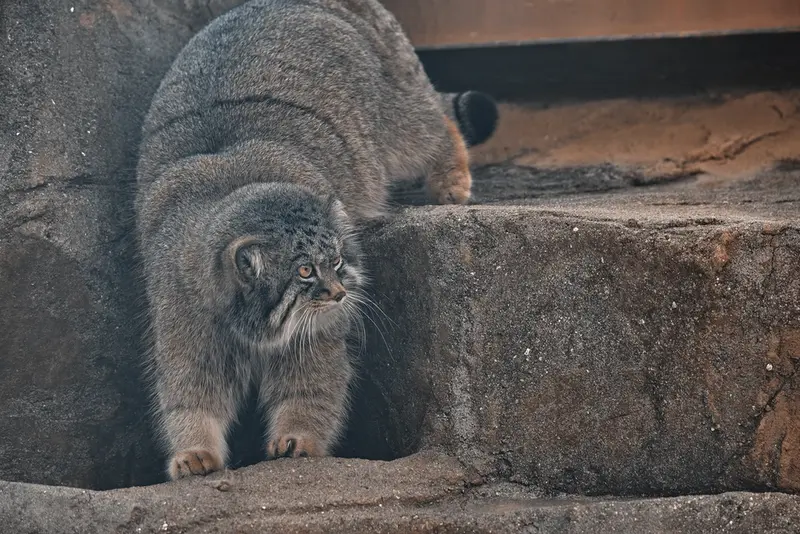 神戸市立王子動物園のイーリスの写真