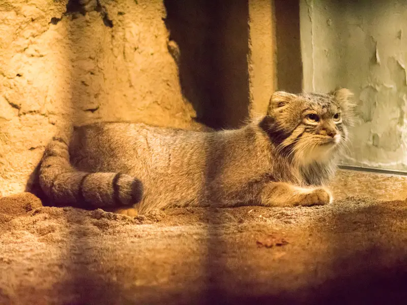 野毛山動物園のフィーガの写真