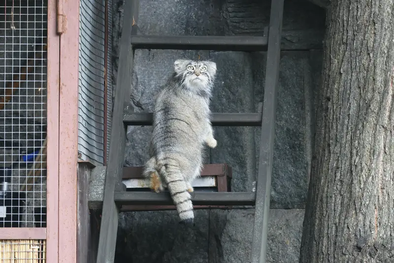 モスクワ動物園のティモフェイの写真